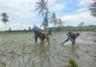 Babinsa Kodim 1402/Polman Bersama Petani Tambah Luas Tanam di Luyo