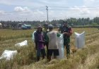 Babinsa Koramil Wonomulyo Dampingi Panen Padi, Perkuat Serapan Gabah Petani